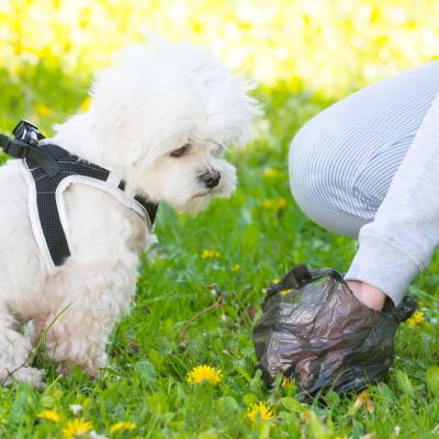 COMMERCIAL PET WASTE SERVICES