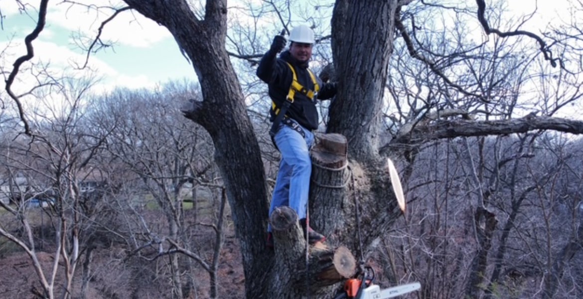 Ronzon's Tree Services