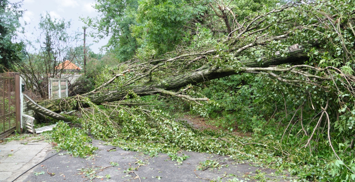 Ronzon's Tree Services