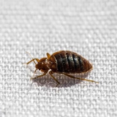 BED BUG EXTERMINATION