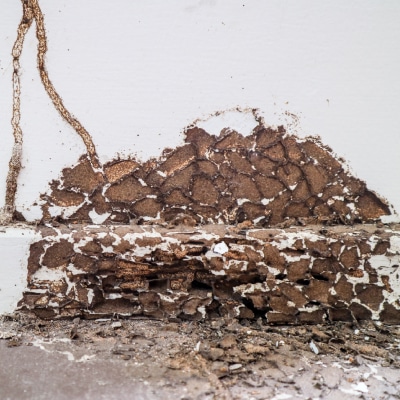 TERMITE EXTERMINATION