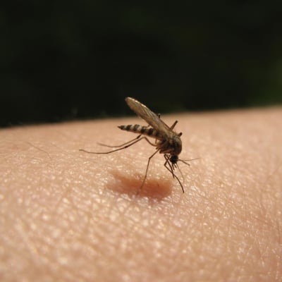 MOSQUITO EXTERMINATION