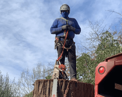ARBORIST SERVICES