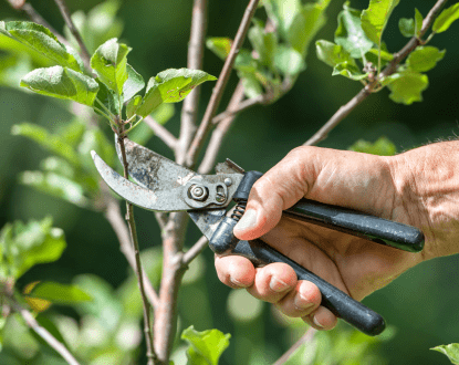 TREE PRUNING