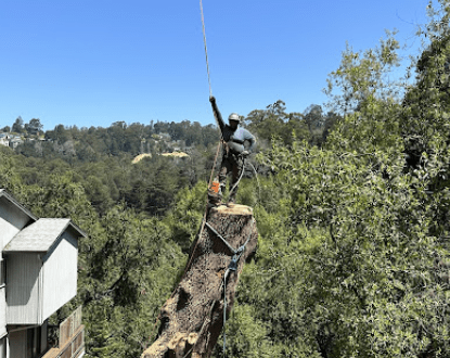 VIEW ENHANCEMENT TREE CUTTING