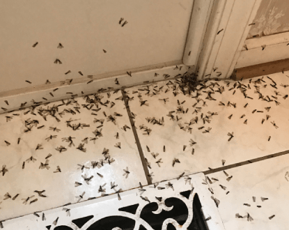 TERMITE EXTERMINATION