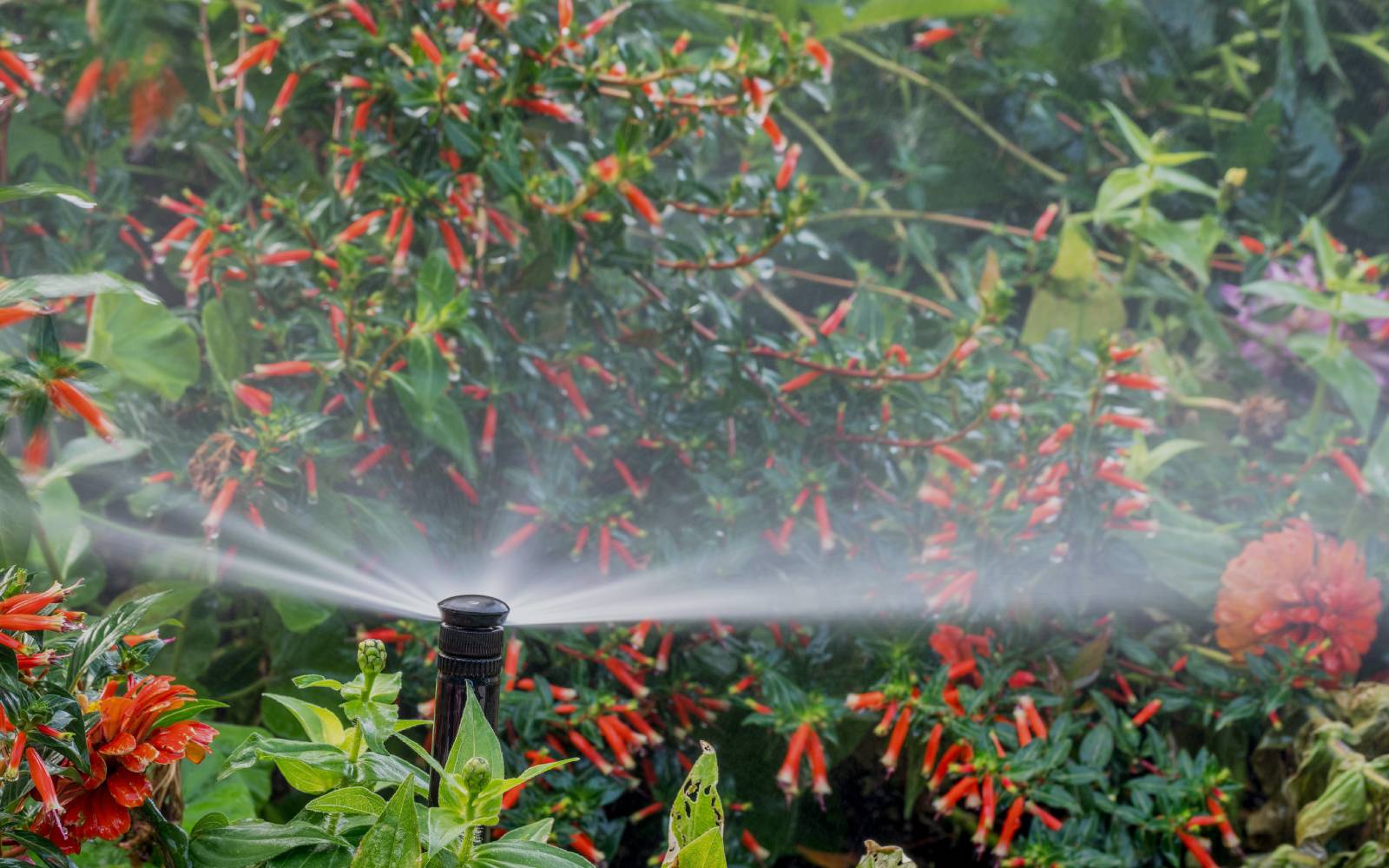 Sprinkler System Services