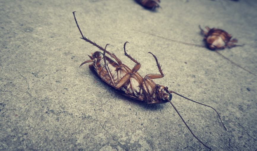 Grady's Pest Control