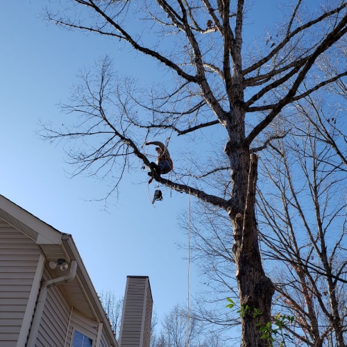 Tree Removal