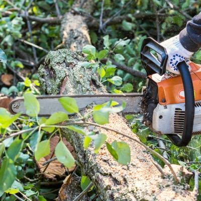 TREE REMOVAL SERVICES