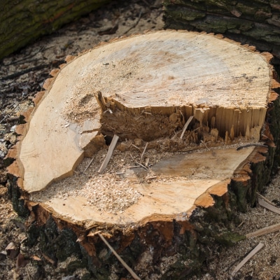 STUMP REMOVAL SERVICES