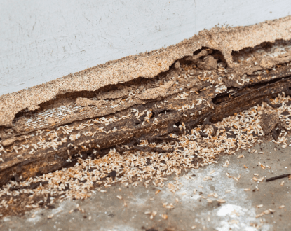 TERMITE CONTROL