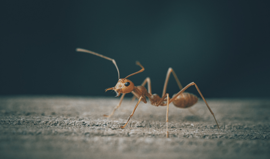 Elite Control Solutions