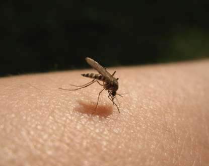 MOSQUITO EXTERMINATION