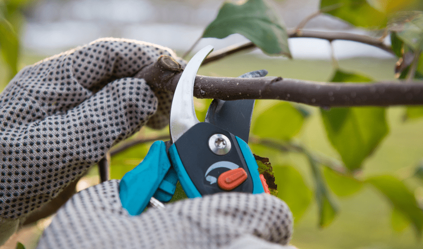 B&C's Tree And Outdoor Services