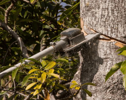 TREE REMOVAL