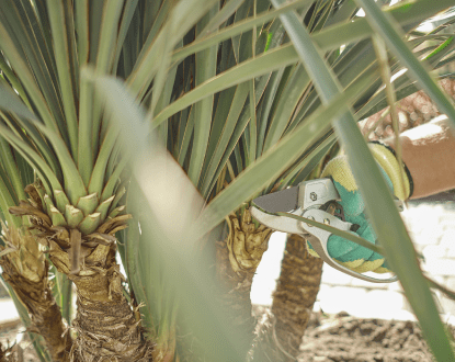 PALM TREE TRIMMING