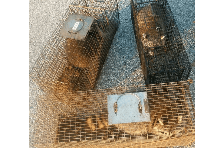 Media Animal Control