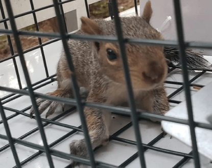 SQUIRREL REMOVAL