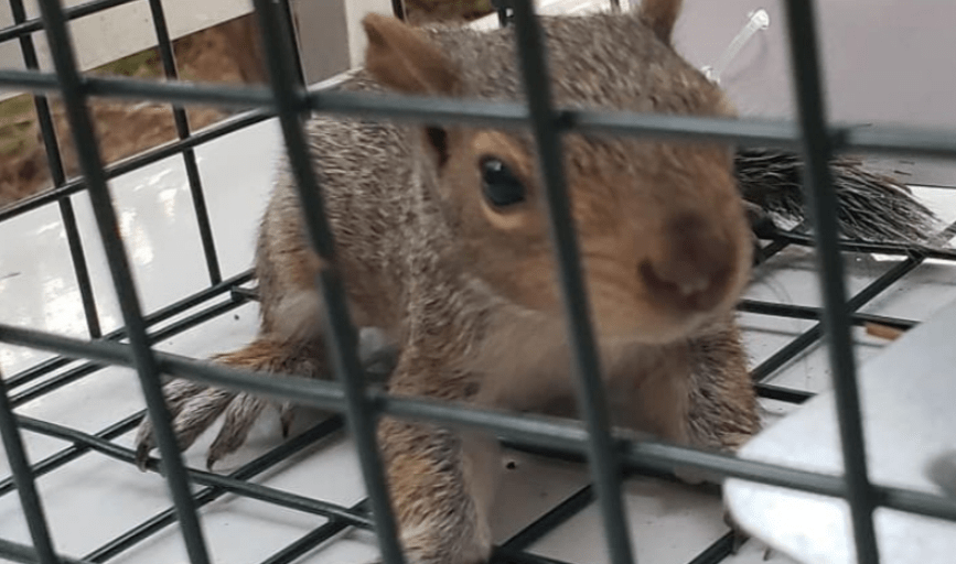 Media Animal Control