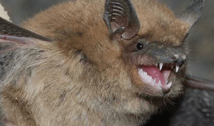 Media Animal Control