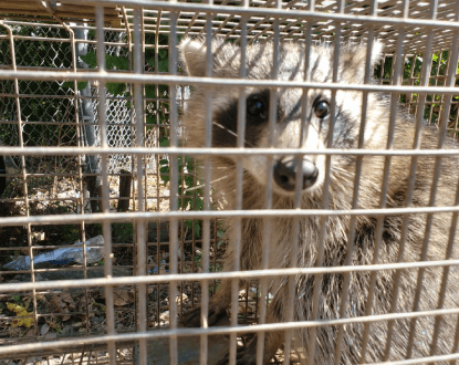 RACCOON REMOVAL