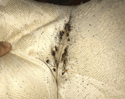 BED BUG EXTERMINATION