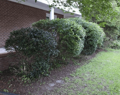 BUSH TRIMMING