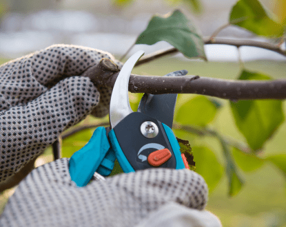TREE PRUNING SERVICES