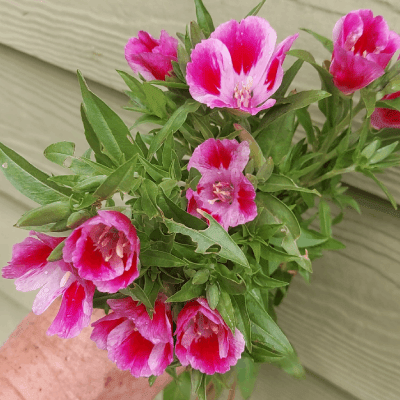 WEDDING FLOWERS DELIVERY