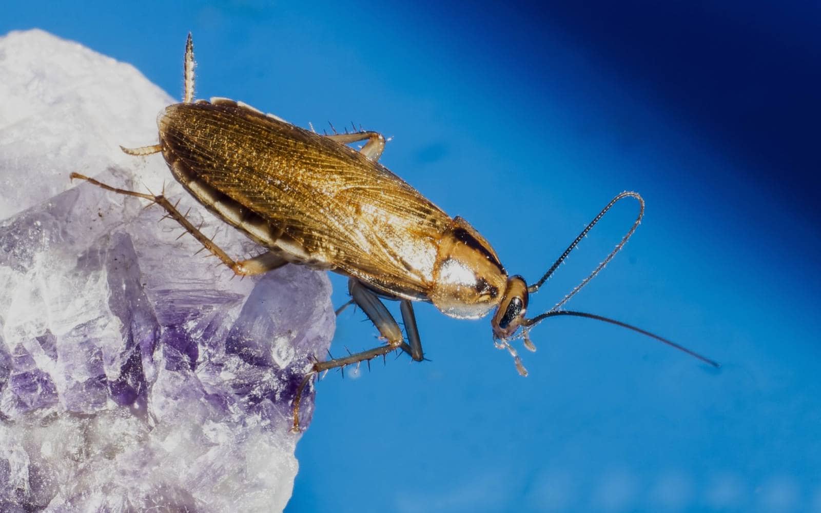 German Cockroach Extermination