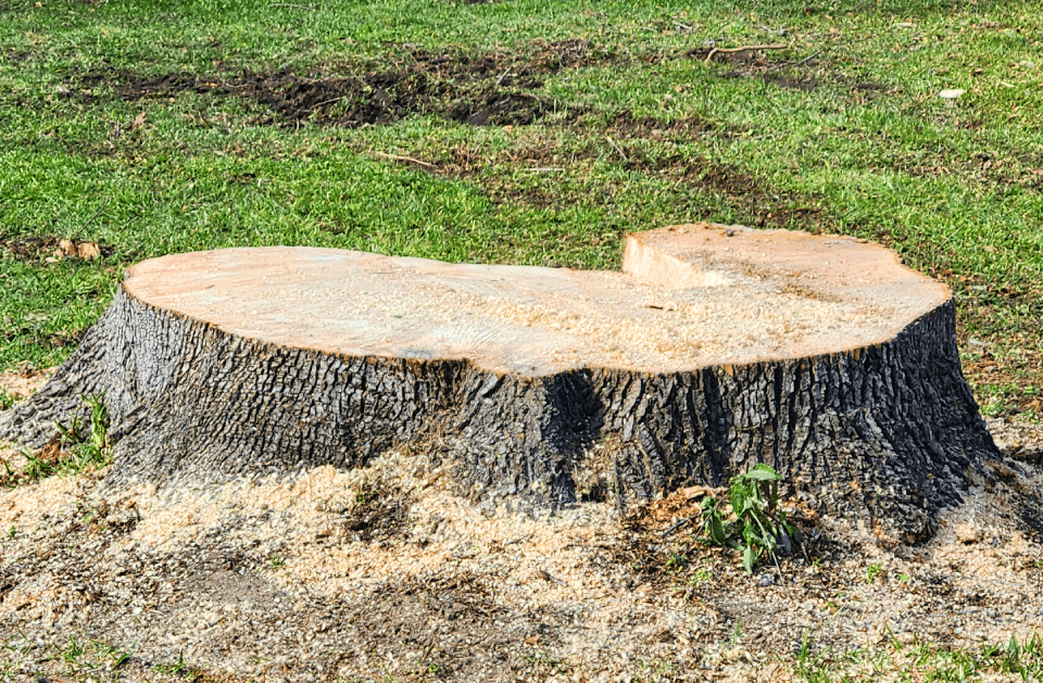 L&J Tree Service and More