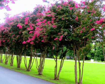 RESIDENTIAL TREE SERVICES