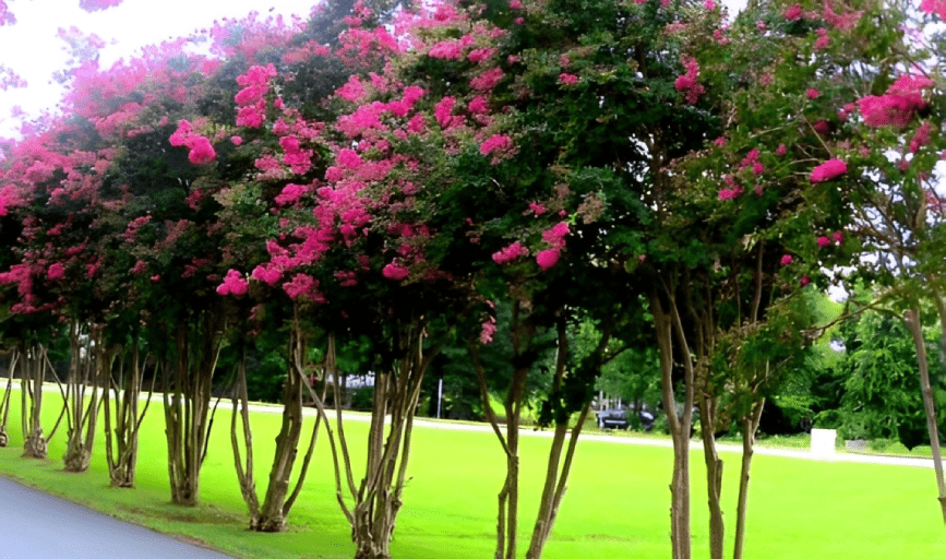 JPH Landscaping and Maintenance