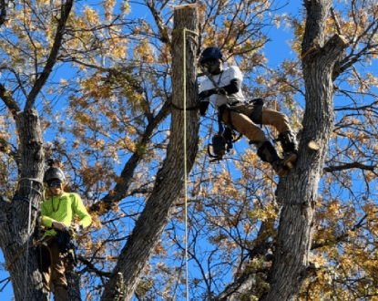 TECHNICAL TREE REMOVAL