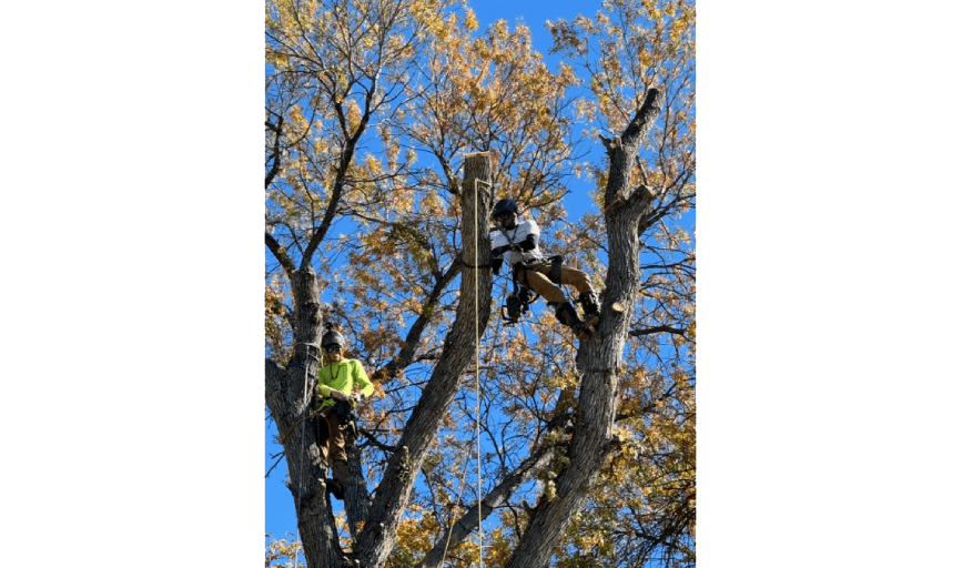 Climb It High Tree Experts