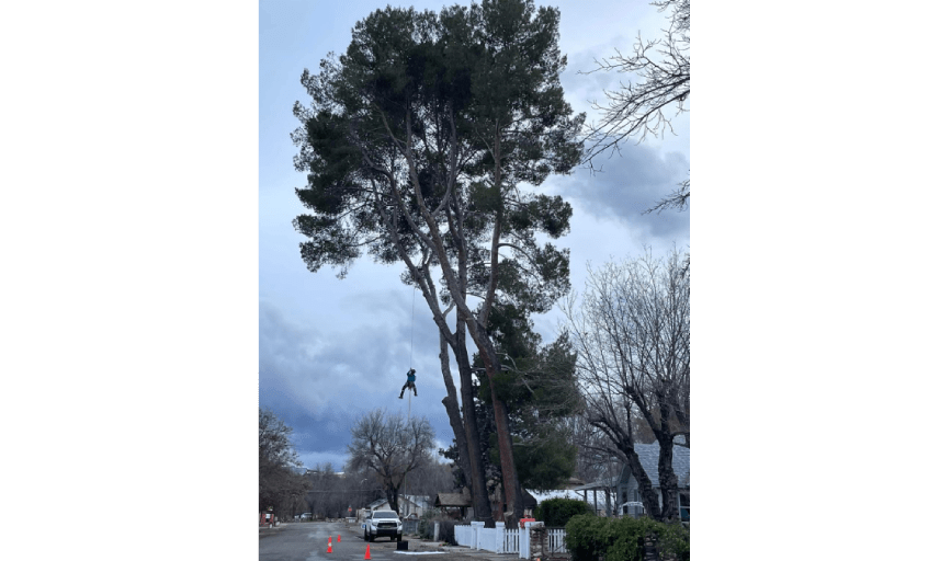 Climb It High Tree Experts