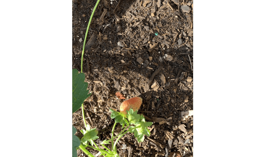 Climb It High Tree Experts