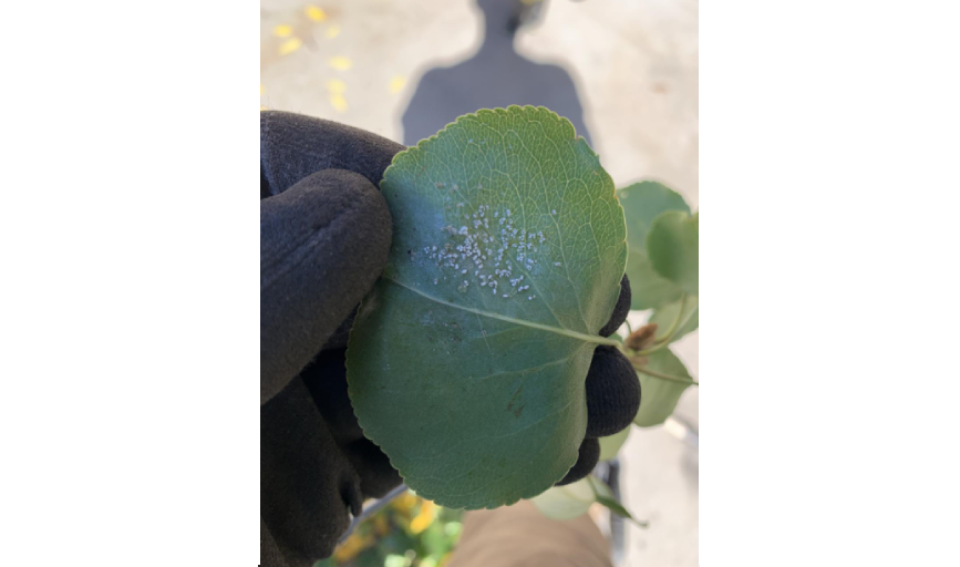 Consultations and Estimates