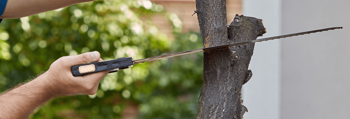 Abel’s Tree Service