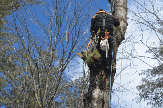 Abel’s Tree Service