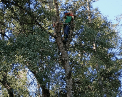 TREE TRIMMING