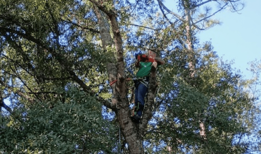 Paul Wall's Stump Grinding and Tree Removal