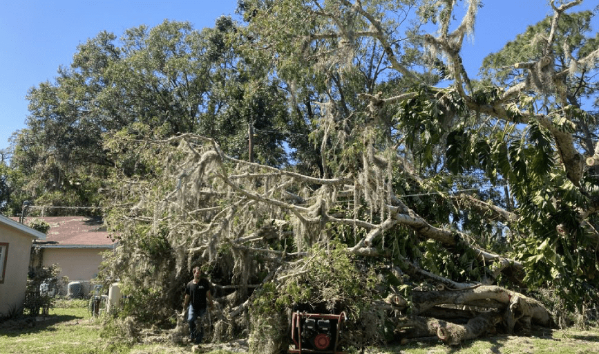 Paul Wall's Stump Grinding and Tree Removal