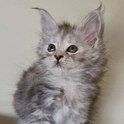 MAINE COON CAT BREEDING