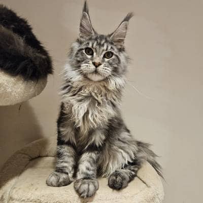 MAINE COON CAT SELLING