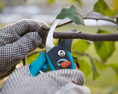 PRUNING SERVICE