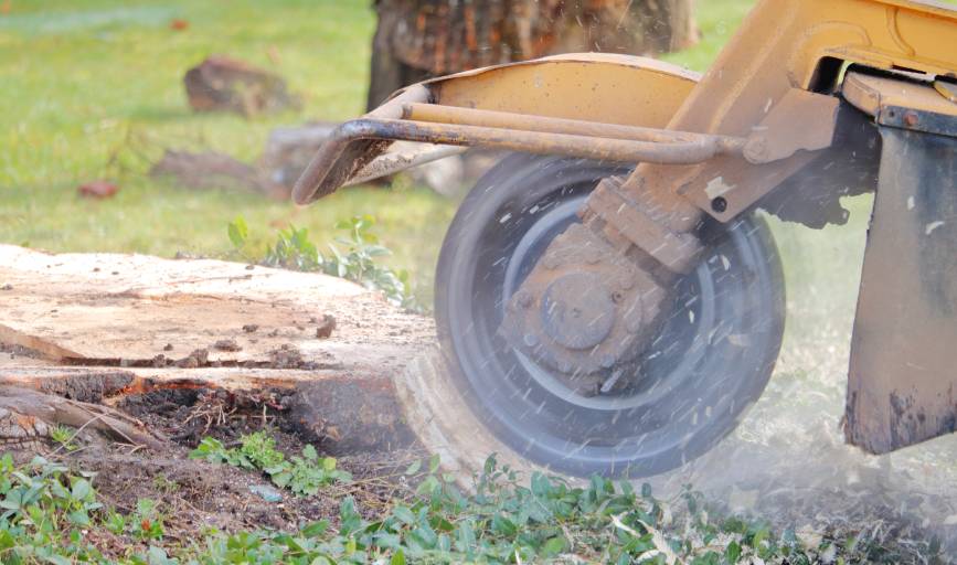 Apex Project Solutions Tree Division