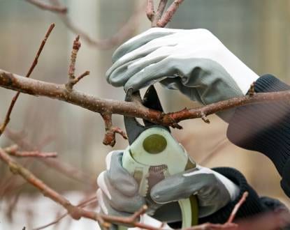 ARBORIST SERVICES