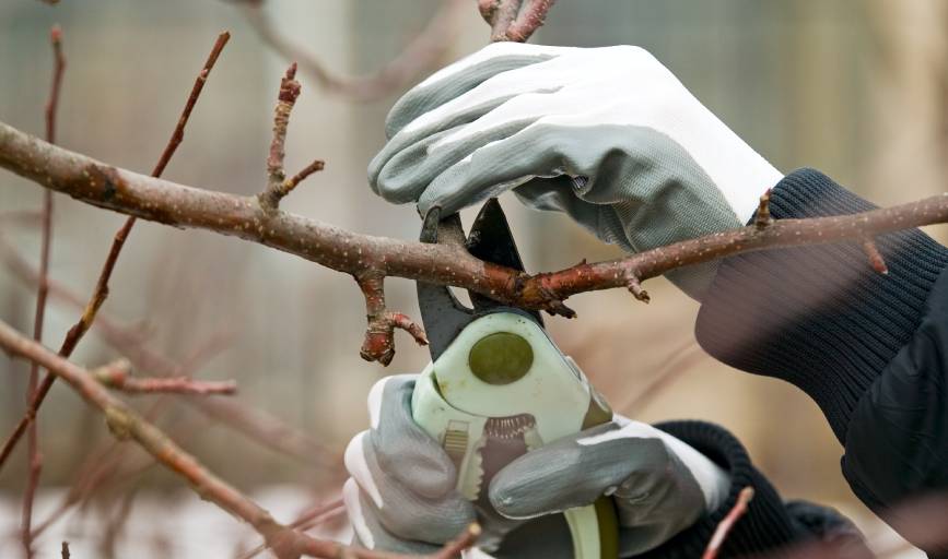 Apex Project Solutions Tree Division